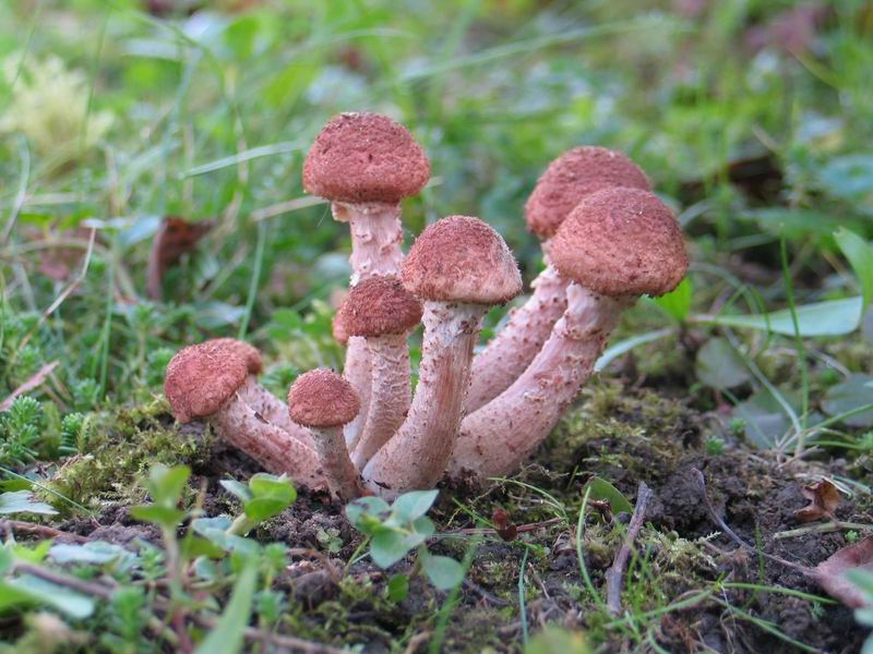 Armillaria ostoyae фото